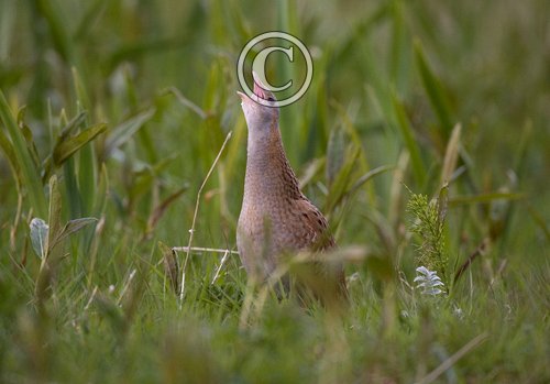 Corncrake DM0851